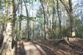 Forêt de Montgé